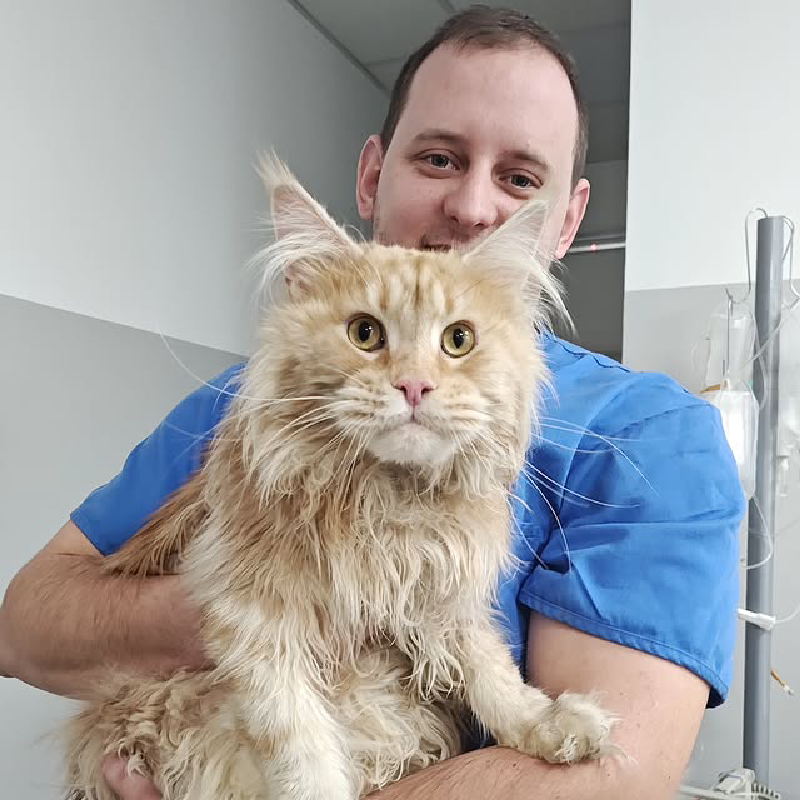Jovan u plavoj uniformi drži veliku dugodlaku mačku narandžaste boje u veterinarskoj ordinaciji.