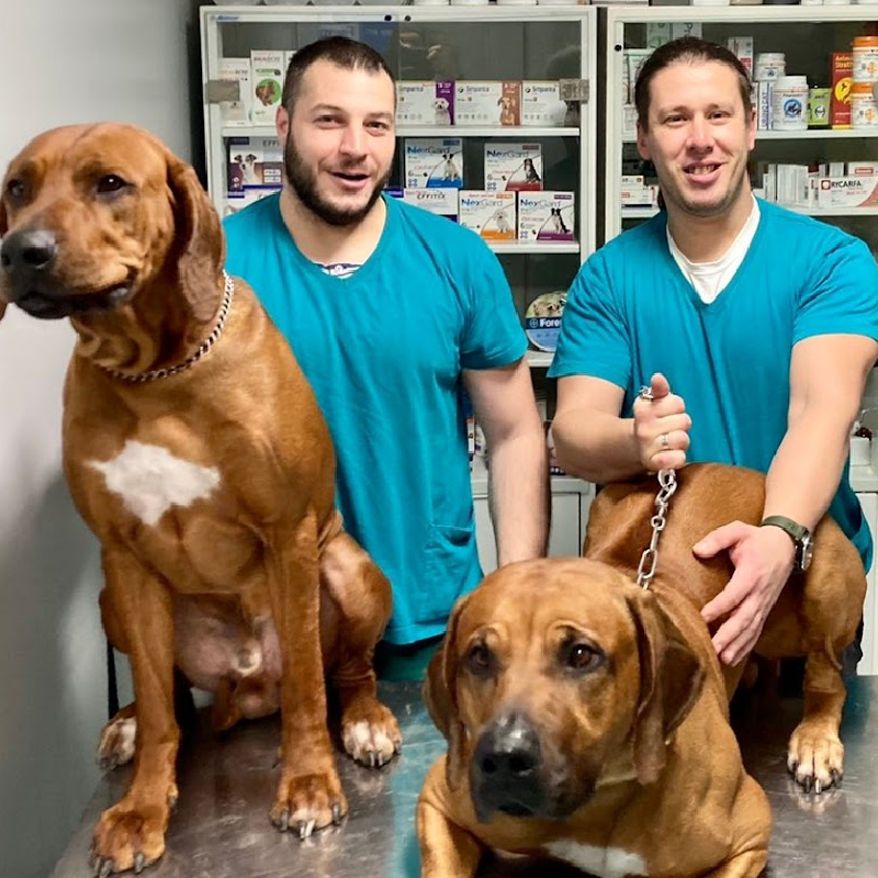 Veterinari Aleksandar Savić i Nemanja Stanković sa psima u veterinarskoj ambulanti Sirius Vet.